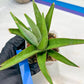 Sansevieria Bai Bid (#RA20) | Rare Hybrid Species