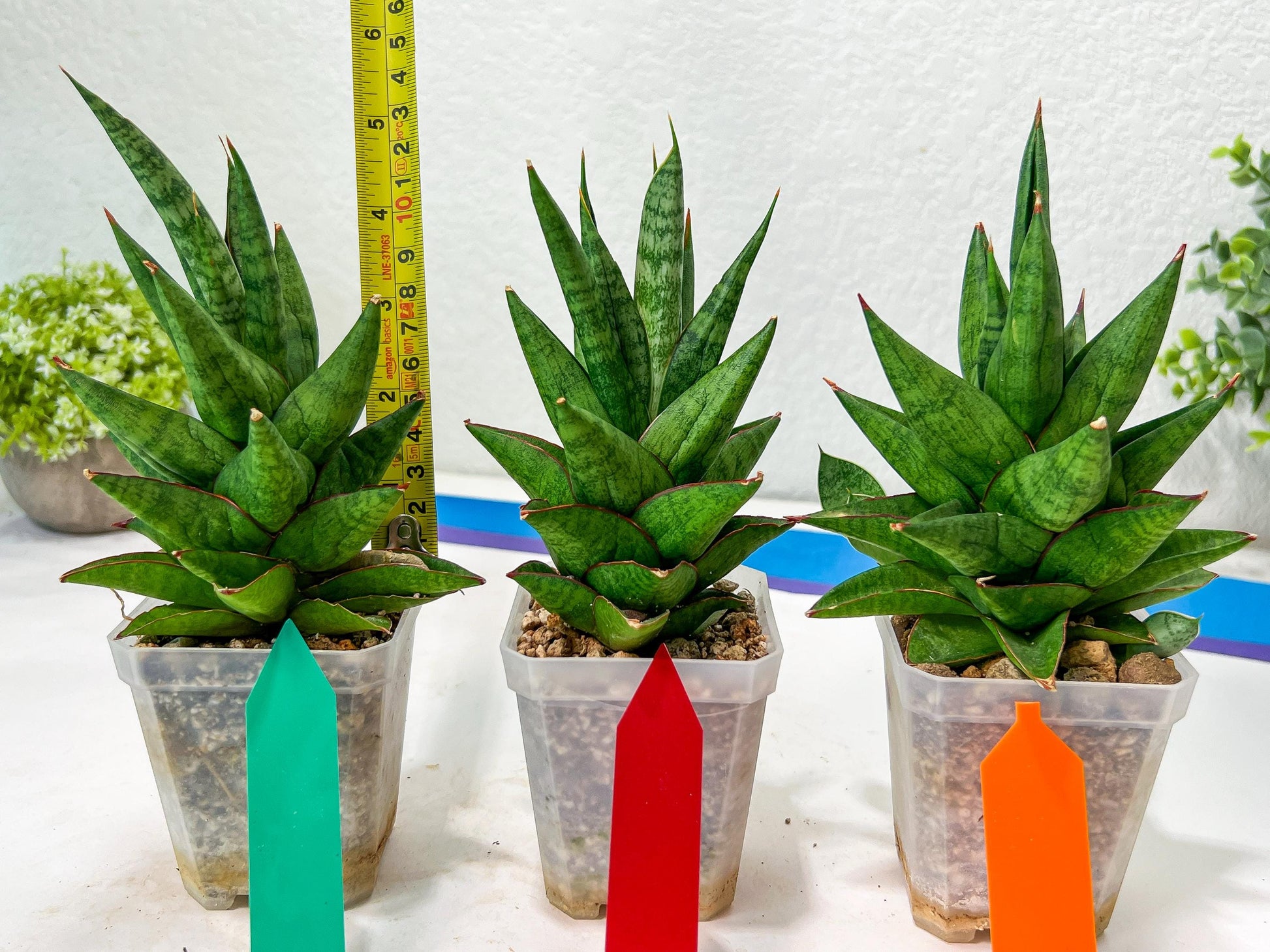 Sansevieria Snowlotus (#RA22) | Imported Indoor Snake Plant