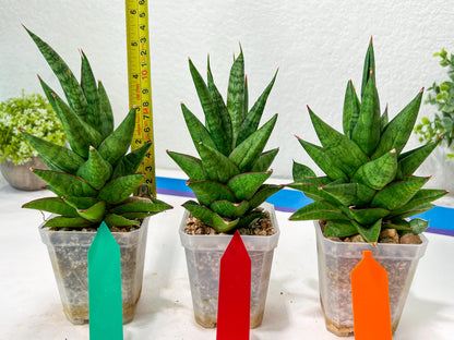 Sansevieria Snowlotus (#RA22) | Imported Indoor Snake Plant
