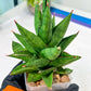 Sansevieria Snowlotus (#RA22) | Imported Indoor Snake Plant