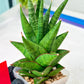 Sansevieria Snowlotus (#RA22) | Imported Indoor Snake Plant