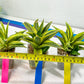 Sansevieria Cordova (#RA23) | Imported Plants | Rare Hybrid Species
