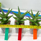 Sansevieria Nonlawee (#RA24) | Imported Snake Plants