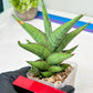 Sansevieria Nonlawee (#RA24) | Imported Snake Plants