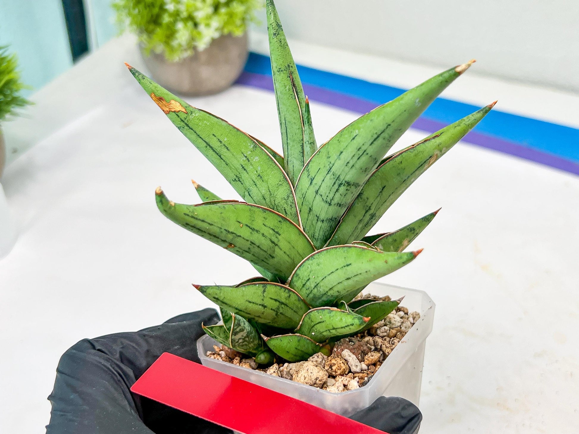 Sansevieria Nonlawee (#RA24) | Imported Snake Plants