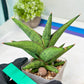 Sansevieria Nonlawee (#RA24) | Imported Snake Plants
