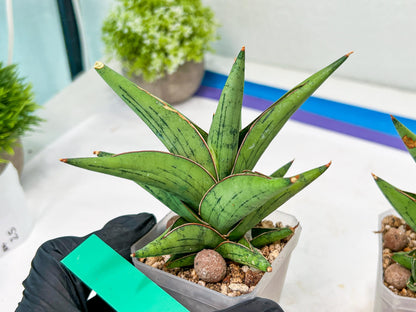 Sansevieria Nonlawee (#RA24) | Imported Snake Plants