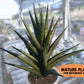 Sansevieria Boo (#RA26) | Imported Plants | Rare Hybrid Species