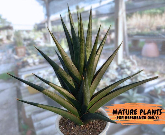Sansevieria Boo (#RA26) | Imported Plants | Rare Hybrid Species