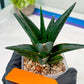 Sansevieria Boo (#RA26) | Imported Plants | Rare Hybrid Species