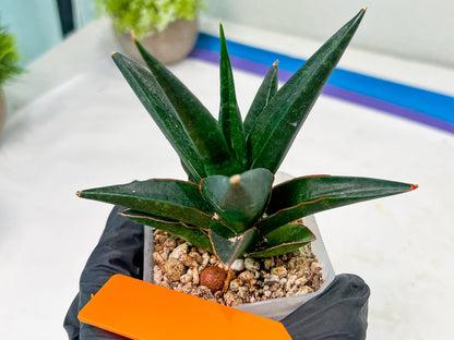 Sansevieria Boo (#RA26) | Imported Plants | Rare Hybrid Species