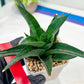 Sansevieria Boo (#RA26) | Imported Plants | Rare Hybrid Species