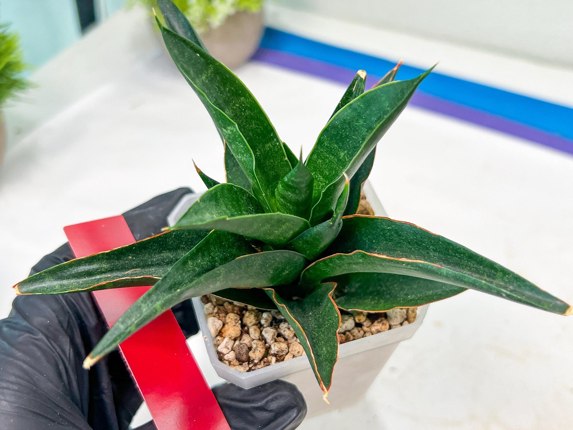 Sansevieria Boo (#RA26) | Imported Plants | Rare Hybrid Species