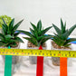 Sansevieria Boo (#RA26) | Imported Plants | Rare Hybrid Species