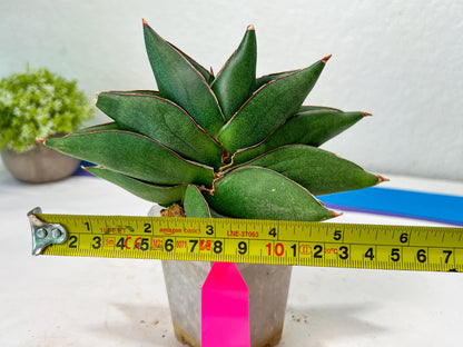 Sansevieria Noah's Ark (RA29) | Imported Plants | Rare Hybrid Species