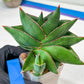 Sansevieria Noah's Ark (RA29) | Imported Plants | Rare Hybrid Species