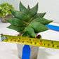 Sansevieria Noah's Ark (RA29) | Imported Plants | Rare Hybrid Species