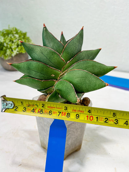 Sansevieria Noah's Ark (RA29) | Imported Plants | Rare Hybrid Species