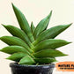 Sansevieria Bilbao (#RA30) | Rare Hybrid Species