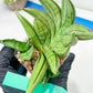 Sansevieria Meedee Mutant (B2) | Imported Plants | Rare Hybrid Species