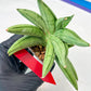 Sansevieria Meedee Mutant (B2) | Imported Plants | Rare Hybrid Species