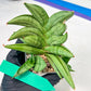 Sansevieria Meedee Mutant (B2) | Imported Plants | Rare Hybrid Species