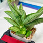 Sansevieria Meedee Mutant (B2) | Imported Plants | Rare Hybrid Species
