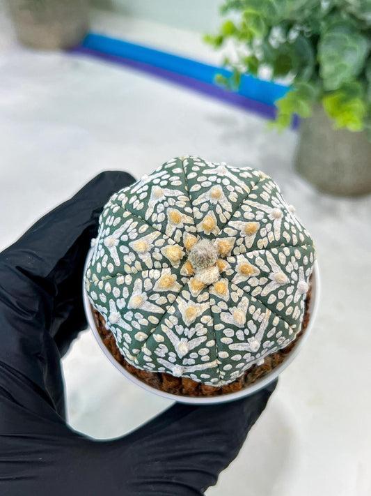 Astrophytum V-Type (#T1G1) | USA Plant Seller | 3" Pot