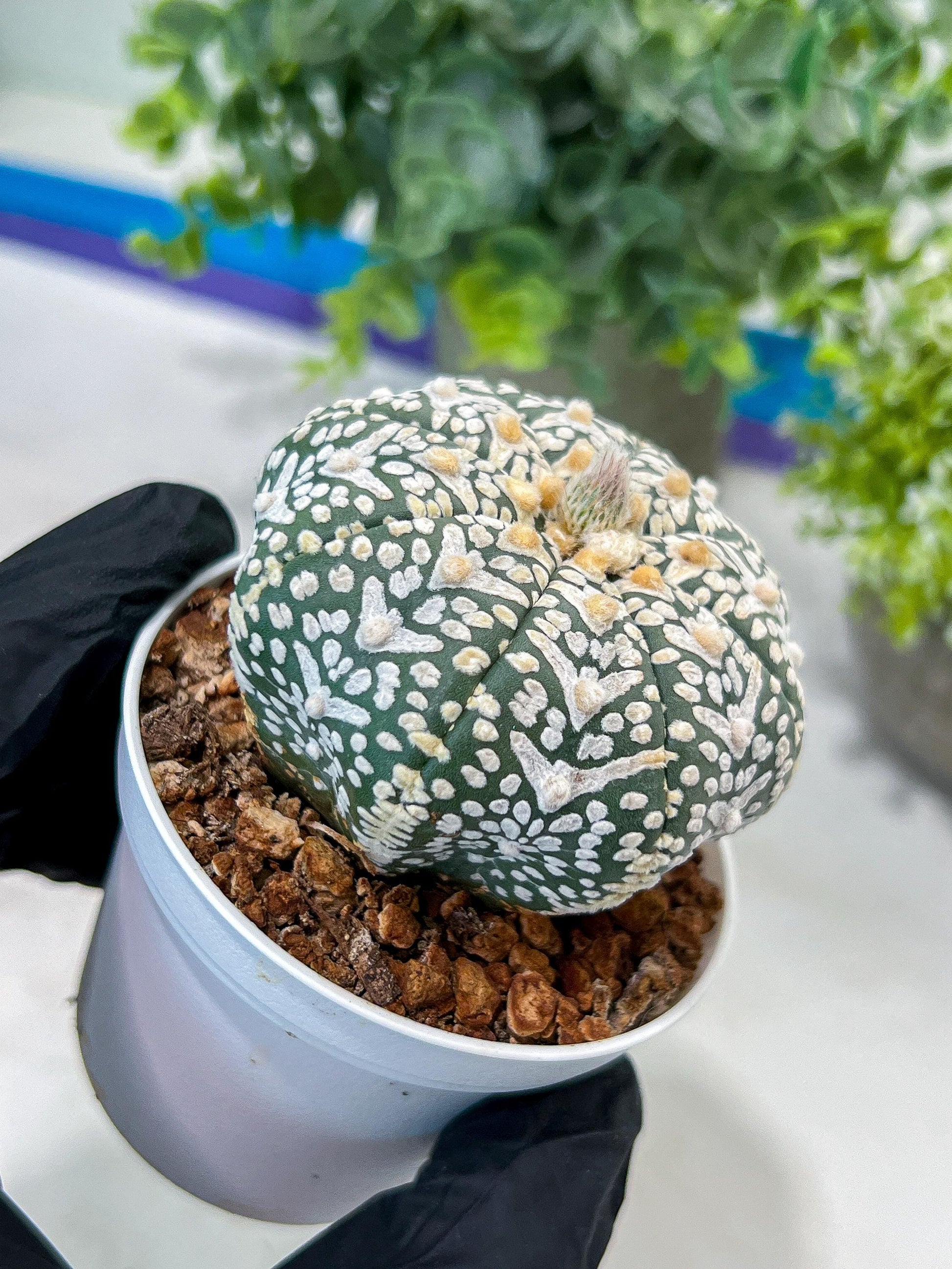 Astrophytum V-Type (#T1G1) | USA Plant Seller | 3" Pot