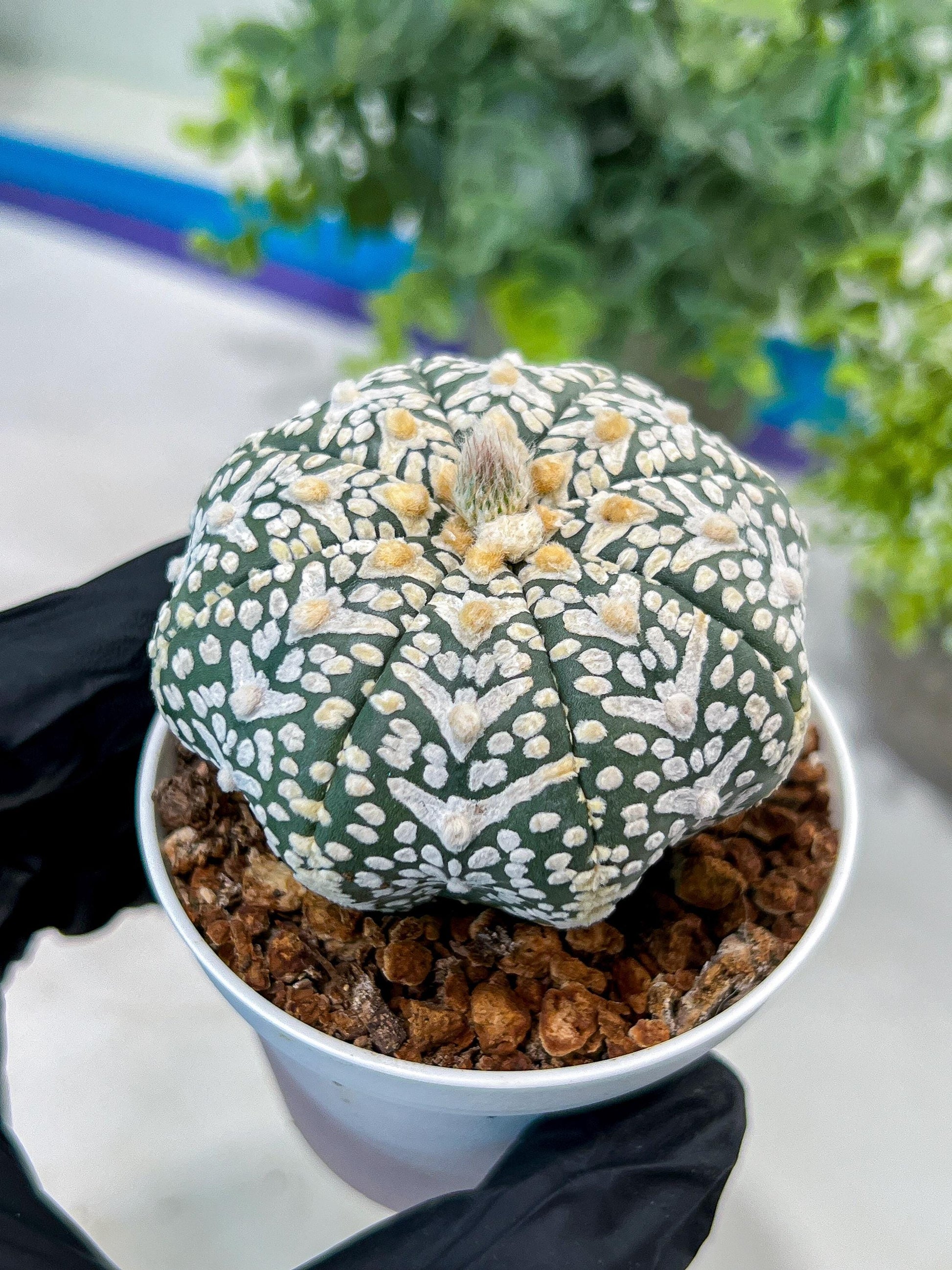 Astrophytum V-Type (#T1G1) | USA Plant Seller | 3" Pot