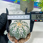 Astrophytum V-Type (#T1G2) | Las Vegas Plant Shop | 3"Pots