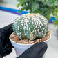Astrophytum V-Type (#T1G2) | Las Vegas Plant Shop | 3"Pots
