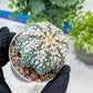 Astrophytum V-Type (#T1G2) | Las Vegas Plant Shop | 3"Pots