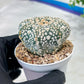 Astrophytum V-Type (#T1G3) | Nevada Botanical Shop | 3" Pot