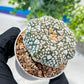 Astrophytum V-Type (#T1G3) | Nevada Botanical Shop | 3" Pot