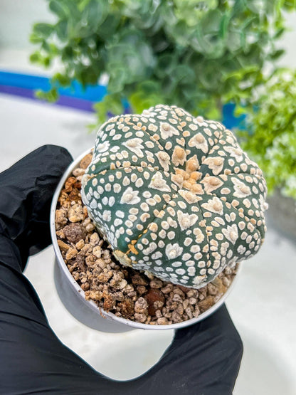 Astrophytum V-Type (#T1G3) | Nevada Botanical Shop | 3" Pot