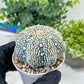 Astrophytum V-Type (#T1G4) | Imported From Japan/korea | 3" Pot