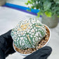 Astrophytum V-Type (#T1G5) | Las Vegas Botanical Shop | 3" Pot