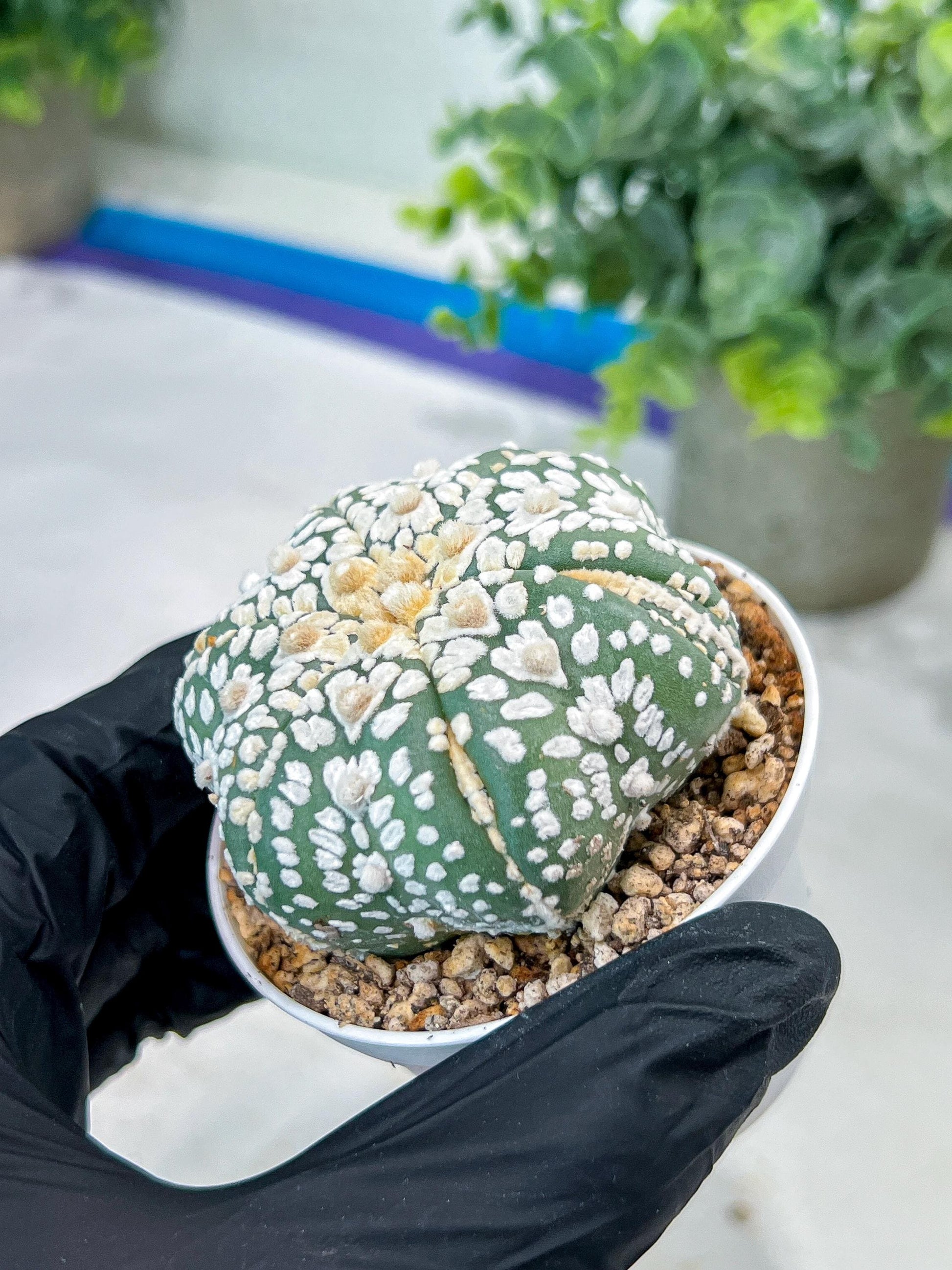 Astrophytum V-Type (#T1G5) | Las Vegas Botanical Shop | 3" Pot