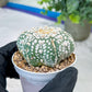 Astrophytum V-Type (#T1G5) | Las Vegas Botanical Shop | 3" Pot