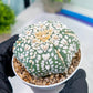 Astrophytum V-Type (#T1G5) | Las Vegas Botanical Shop | 3" Pot