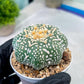 Astrophytum V-Type (#T1G6) | NEVADA Plant Seller | 3" Pot