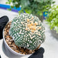 Astrophytum V-Type (#T1G6) | NEVADA Plant Seller | 3" Pot