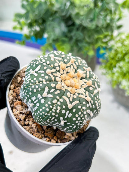 Astrophytum V-Type (#T1G6) | NEVADA Plant Seller | 3" Pot