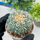 Astrophytum V-Type (#T1G6) | NEVADA Plant Seller | 3" Pot