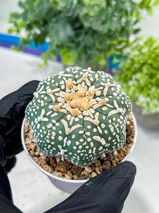 Astrophytum V-Type (#T1G6) | NEVADA Plant Seller | 3" Pot