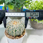 Astrophytum V-Type (#T1G7) | Las Vegas Plant Seller | 3" Pot