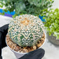 Astrophytum V-Type (#T1G7) | Las Vegas Plant Seller | 3" Pot