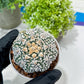 Custom Order- You'll receive the exact live plant (#T1R1) | USA Plant Seller | 3" Pot