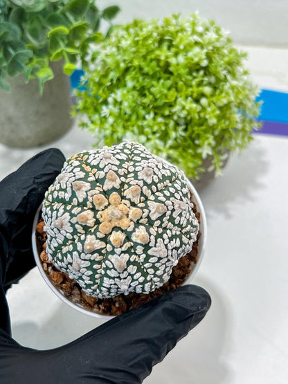Custom Order- You'll receive the exact live plant (#T1R1) | USA Plant Seller | 3" Pot